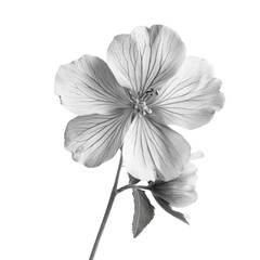 Obraz premium Meadow Cranesbill wild flower in black and white color on transparent background