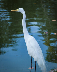 The white heron, also known simply as the great heron, is a bird in the order Pelecaniformes, can be found all over the world, except in Antarctica, with the scientific name: Ardea alba