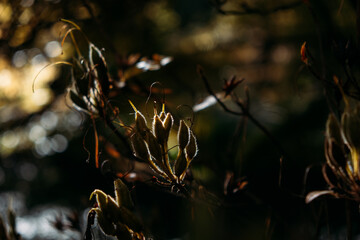 Delicate seed pods highlighted by gentle sunlight against a dark, blurred background, evoking a serene and atmospheric natural scene.