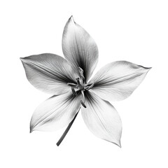 Obraz premium Shooting Star wild flower in black and white color on transparent background