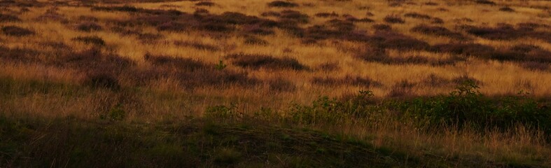 Obraz premium Heath landscape in autumn, plants have already faded, the grass has mostly dried up, an atmosphere that already shows melancholy.