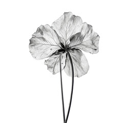 Wild Lettuce wild flower in black and white color on transparent background