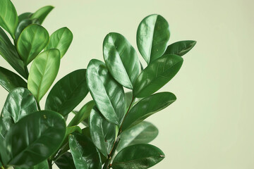 Obraz premium Waxy, Dark Green ZZ Plant Zamioculcas Zamiifolia for a Stunning Look at the End of Every Title