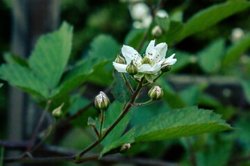 A white strawberry flower against the background of green leaves, with little buds and copy space