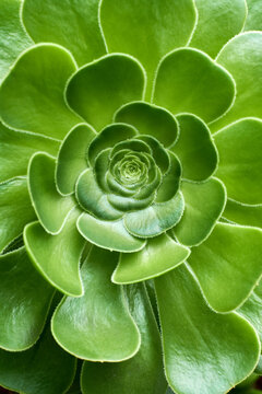 Aeonium succulent