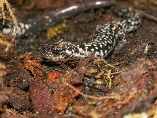 Closeup on a white spotted Slimy North American lungless salamander, Plethodon glutinosus