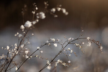snow covered branches