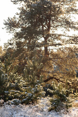 Fototapeta premium forest in the snow