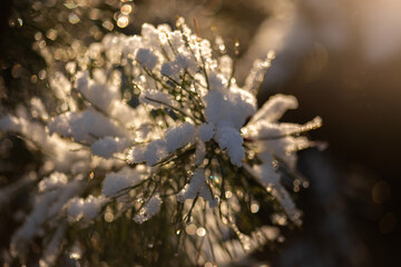 forest in the snow
