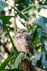 The burrowing owl is a bird of prey in the family Strigidae