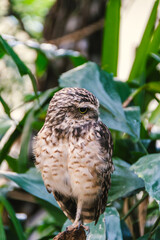 The burrowing owl is a bird of prey in the family Strigidae