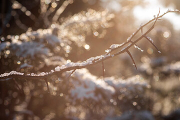 forest in the snow