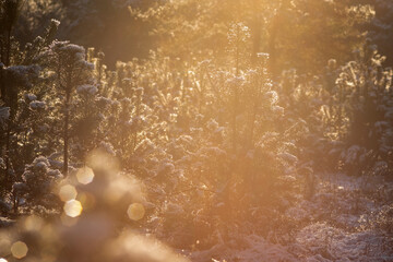 forest in the snow