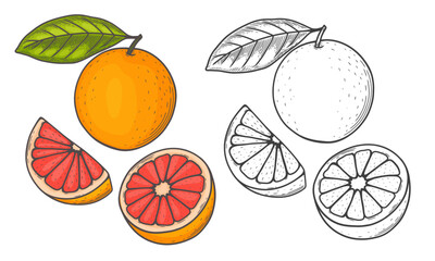 Engraved vector illustration of a grapefruit with grapefruit half and grapefruit leaf. Hand drawn grapefruit Sketch Illustration. A coloring page of a grapefruit with a white background. 