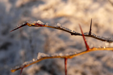 branches covered with snow