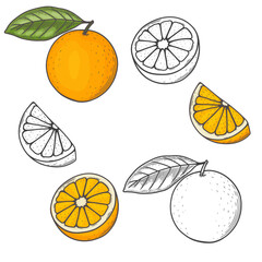 Engraved vector illustration of an oranges with orange half and orange leaf. Hand drawn orange Sketch Illustration. A coloring page of an orange with a white background. 