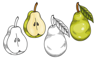 Engraved vector illustration of a pears with pear half and pear leaf. Hand drawn Pear Sketch Illustration. A coloring page of a green pear with a white background. 