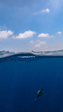 Split shot of a Hawksbill turtle diving below the surface 
