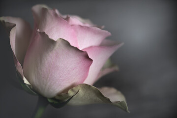Rosenblüte schwarz weiß pink monochrom romantisch Dunst und Nebel