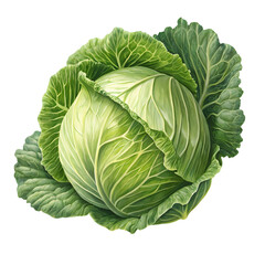 Obraz premium cabbage isolated on white