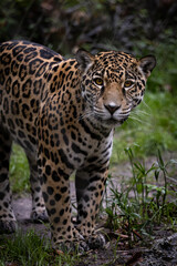 A captivating image of Babette, the majestic jaguar at the Jacksonville Zoo. Her intense gaze and powerful build highlight the beauty and strength of this endangered big cat in her natural habitat.