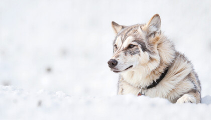 Fototapeta premium Arctic wolf observing snowy terrain at high noon, wild beauty