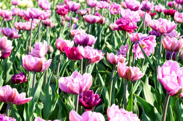 Beautiful tulips on the flowerbed in city park