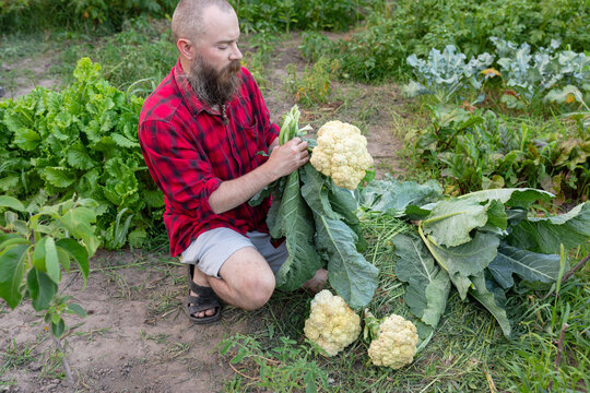 man peeling cabbage