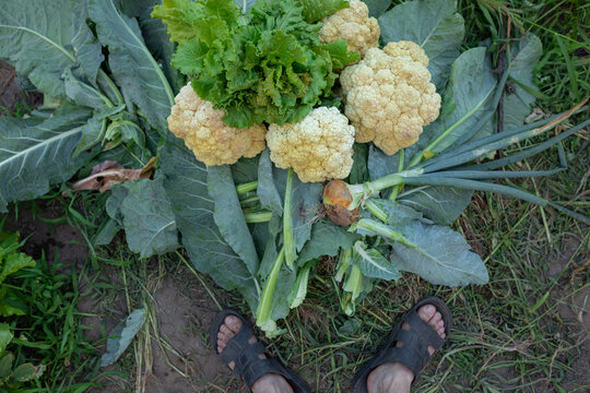 harvest from the garden