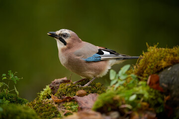 Eurasian jay (Garrulus glandarius)
