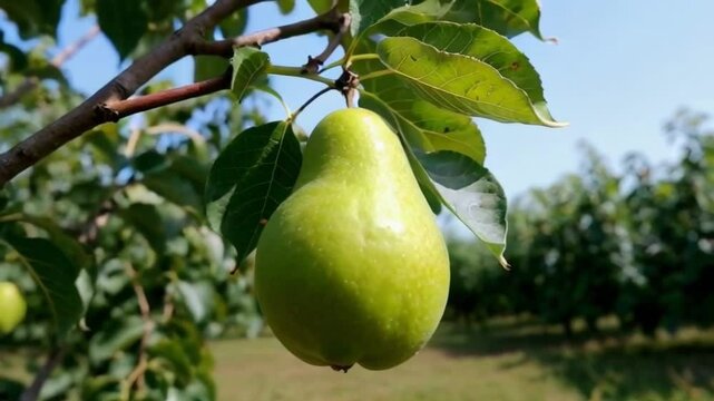A green pear hanging from a tree. The tree is surrounded by other trees and the sky is clear