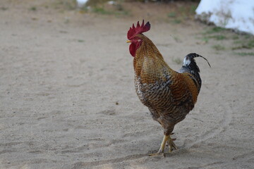 rooster in the farm
