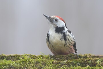 Middle spotted woodpecker Dendrocopos medius bird songbird wildlife nature predator cock o the north, beautiful animal mountain finch, animal, bird watching ornithology, wildlife Europe