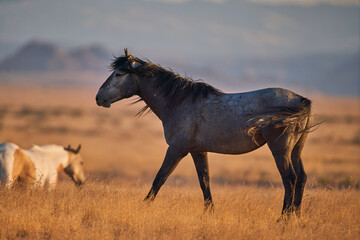Wild Horse with Swishing Tail