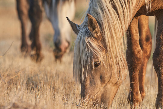 Wild Horse Grazing