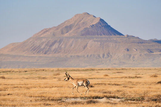 Pronged Horn Antelope