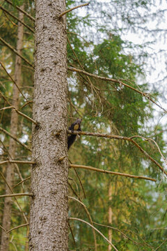 Squirrel on pine tree in forest 