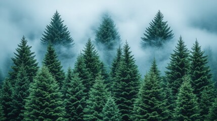 Lush Evergreen Forest Surrounded by Mist and Fog, Showcasing Majestic Pine and Spruce Trees in a Serene Natural Landscape Perfect for Nature Lovers