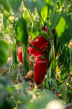 Red paprika on farm
