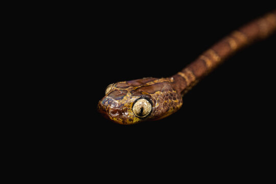Bejuquita snake (Imantodes cenchoa) with black background.