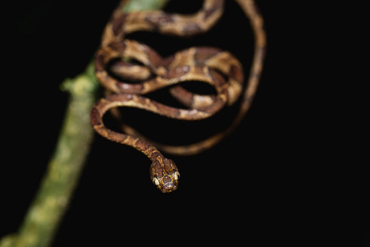 Blunt-headed vine snake (Imantodes cenchoa) coiled on a branch