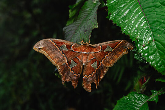 Atlas moth (Attacus atlas) perched on leaves