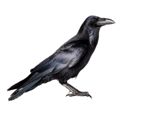 carrion crow on white Background, cut out