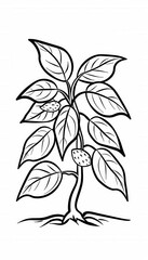 A simple drawing of a Piper betle plant. Ideal for educational resources, coloring books, or botanical illustrations. Suitable for children's activities or nature-themed projects.