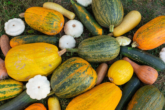 variable still life of vegetables