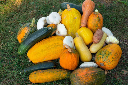pile of harvest