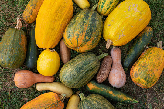 pumpkins and zucchini stacked on the ground