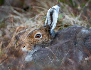 Rabbit in the grass