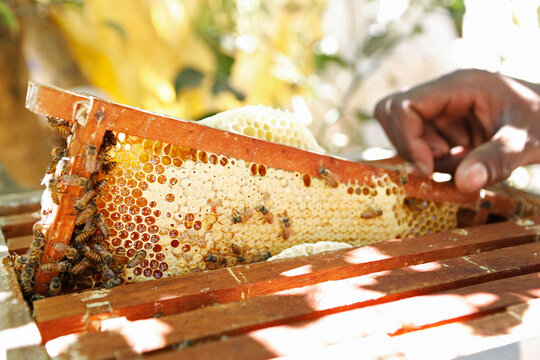 A bee keeper with their bee hive