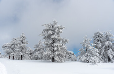 Fototapeta premium Winter landscape in snowy mountain frozen snow covered fir trees overcast sky